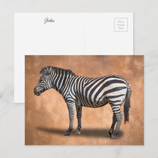 ゼブラ ポストカード (正面/裏面)