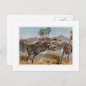 ゼブラ ポストカード (正面/裏面)