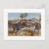 ゼブラ ポストカード (正面)