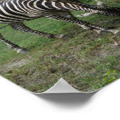 ゼブラ#2ポスター ポスター (角)