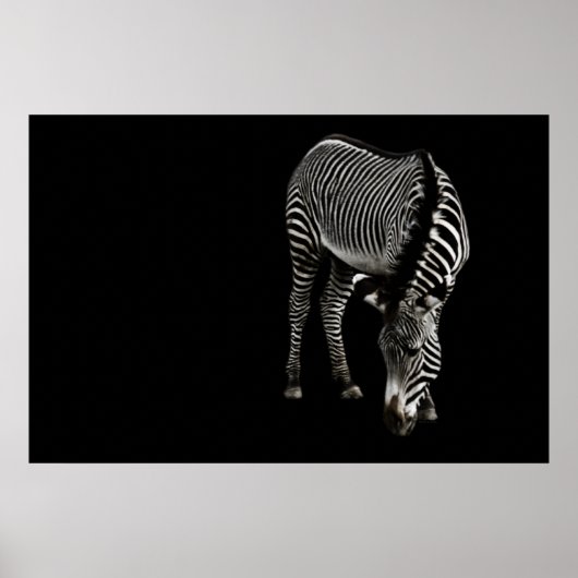 ゼブラP4435プリント ポスター (正面)