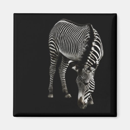 ゼブラP4435磁石 マグネット (正面)