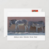 ゼブロイド ポストカード (正面/裏面)