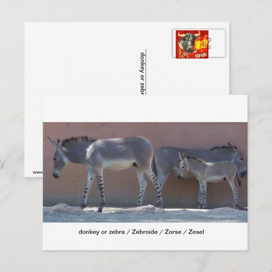 ゼブロイド ポストカード (正面/裏面)