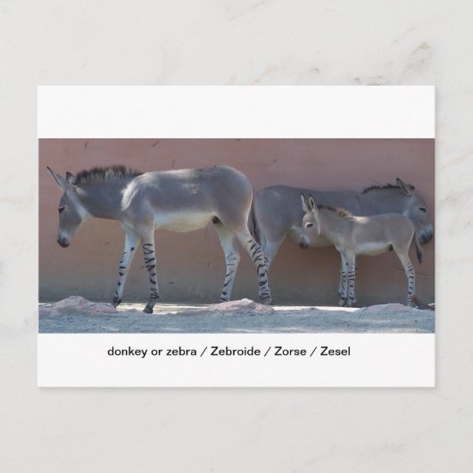 ゼブロイド ポストカード (正面)