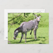 ゼブ怒ラ ポストカード (正面/裏面)