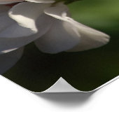 ゼラニウムのポスター ポスター (角)