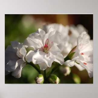 ゼラニウムのポスター ポスター