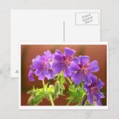 ゼラニウムの花のポストカード ポストカード (正面/裏面)