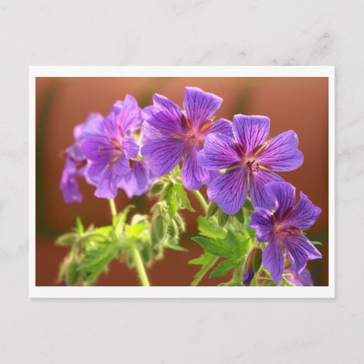 ゼラニウムの花のポストカード ポストカード (正面)