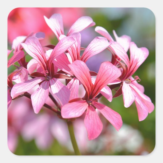 ゼラニウムの花を閉じる スクエアシール (正面)