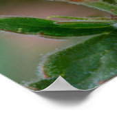 ゼラニウムの花 ポスター (角)