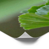 ゼラニウムの赤い花 ポスター (角)