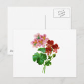 ゼラニウムバリエットバイピエールジョセフレドゥテ ポストカード (正面/裏面)