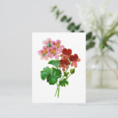 ゼラニウムバリエットバイピエールジョセフレドゥテ ポストカード (スタンド正面)