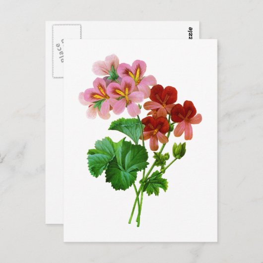 ゼラニウムバリエットバイピエールジョセフレドゥテ ポストカード (正面/裏面)