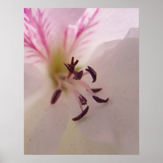 ゼラニウムプリント ポスター (正面)