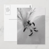 ゼラニウムポストカードB&W ポストカード (正面/裏面)