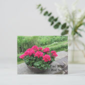 ゼラニウム感じ – 早く良い ポストカード (スタンド正面)