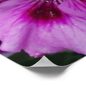 ゼラニウム気にポスター ポスター (角)