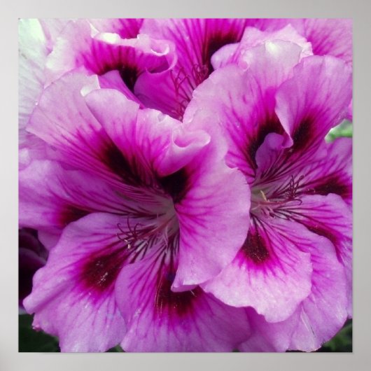 ゼラニウム気にポスター ポスター (正面)