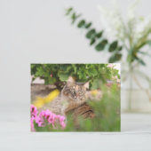 ゼラニウム猫 ポストカード (スタンド正面)