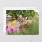 ゼラニウム猫 ポストカード (正面/裏面)