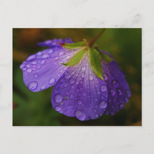 ゼラニウム葉書 ポストカード (正面)