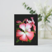 ゼラニウム「アルベルタ」 ポストカード (スタンド正面)