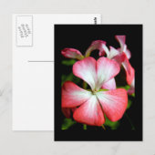 ゼラニウム「アルベルタ」 ポストカード (正面/裏面)