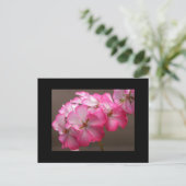 ゼラニウム・カトリカ ポストカード (スタンド正面)