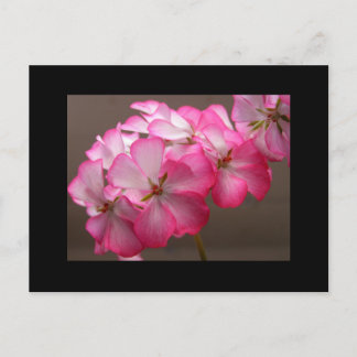 ゼラニウム・カトリカ ポストカード