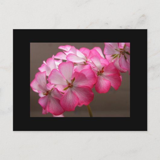 ゼラニウム・カトリカ ポストカード (正面)