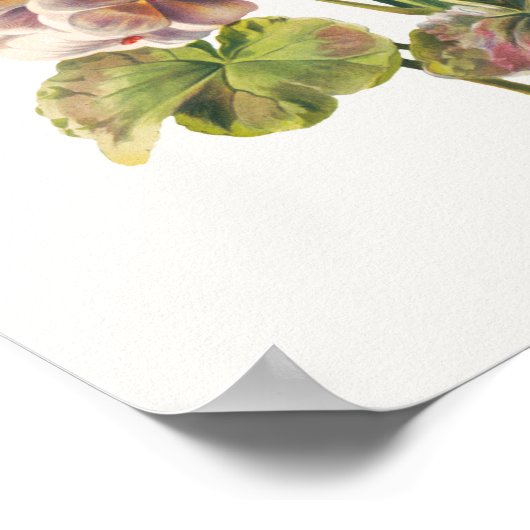 ゼラニウム ポスター (角)