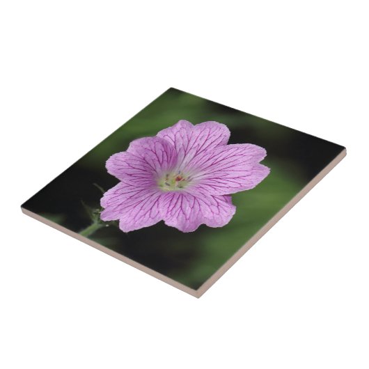 ゼラニウムEndressii タイル (側面)