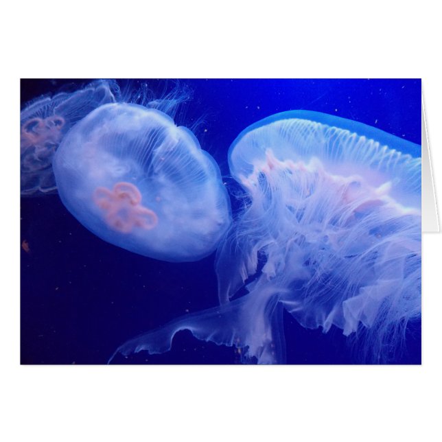 ゼリーのバランス (正面横)