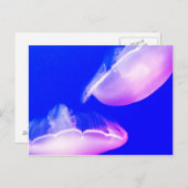 ゼリーフィッシュはがき ポストカード (正面/裏面)