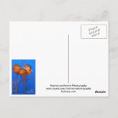 ゼリーフィッシュ葉書 ポストカード (裏面)