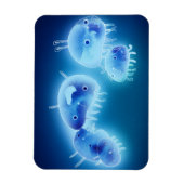 ゼリーフィッシュ2013 マグネット (縦)