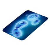 ゼリーフィッシュ2013 マグネット (左側)