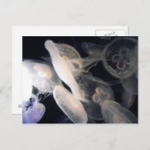 ゼリーフィッシュ ポストカード (正面/裏面)