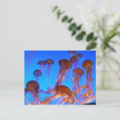 ゼリーフィッシュ ポストカード (スタンド正面)