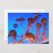 ゼリーフィッシュ ポストカード (正面/裏面)