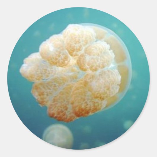 ゼリー ラウンドシール (正面)