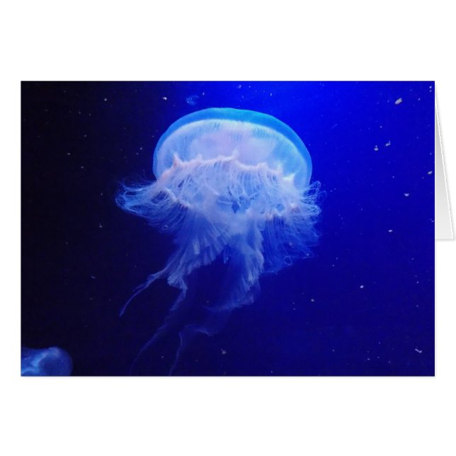 ゼリーBely (正面横)