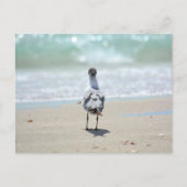 ゼンシーガルアットビーチ写真 ポストカード (正面)