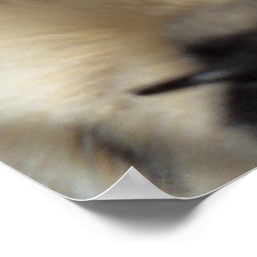 ゼン子猫 ポスター (角)