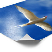 ソアリングシーガルル フォトプリント            (角)