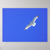 ソアリング ポスター (正面)