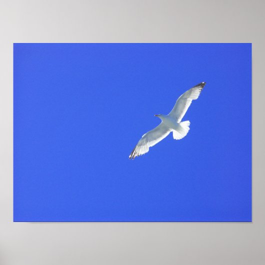 ソアリング ポスター (正面)